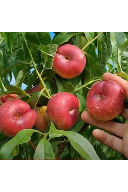 Нектарин інжирний Концеттіна плоскі червоні плоди на гілці